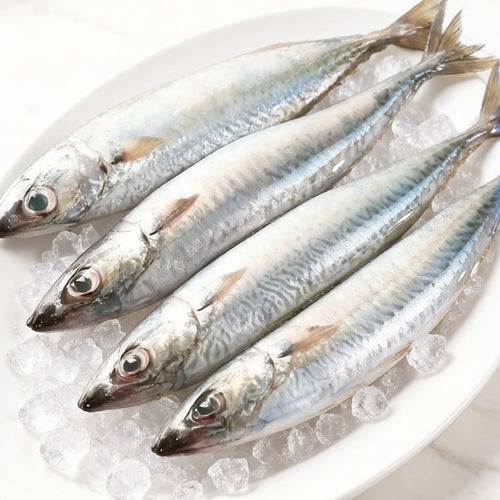 Fresh Mackerel